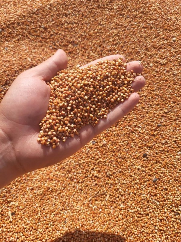 Sorghum from Moldova