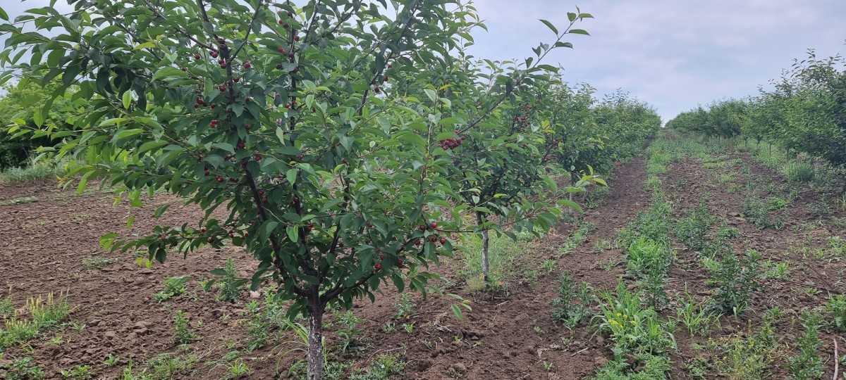 Cherry from Moldova