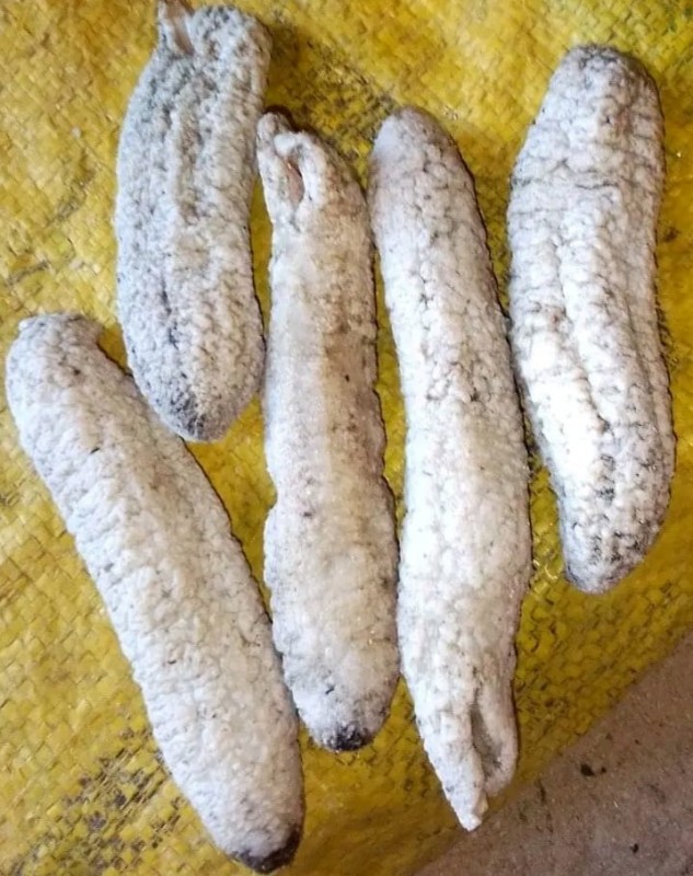 Ogórek morski from Madagaskar