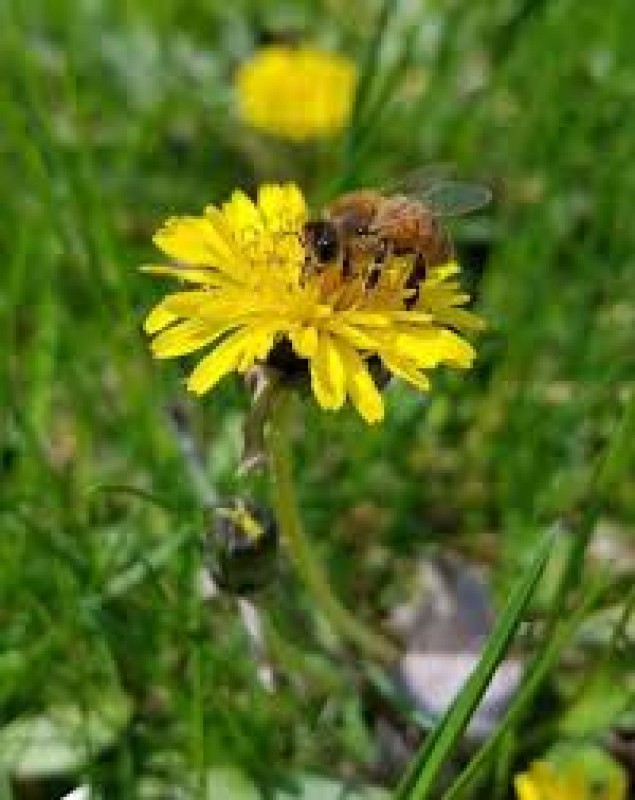 Honey from Macedonia del Nord