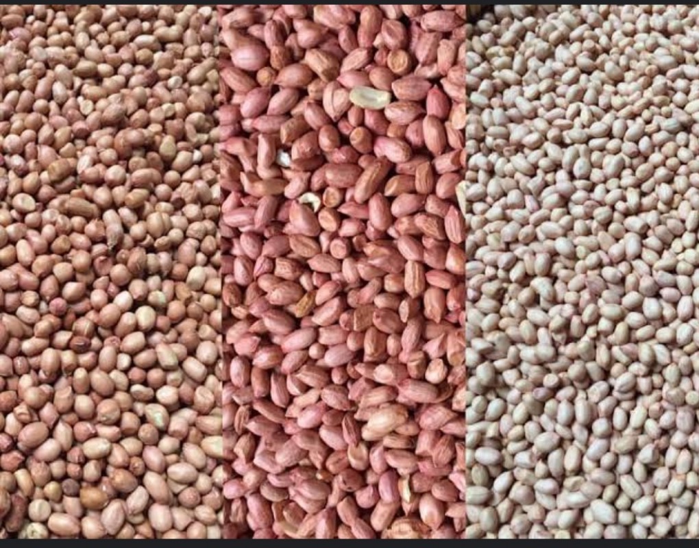 Myanmar peanut/groundnut from Myanmar