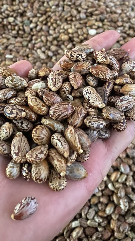 Castor Seed from Myanmar