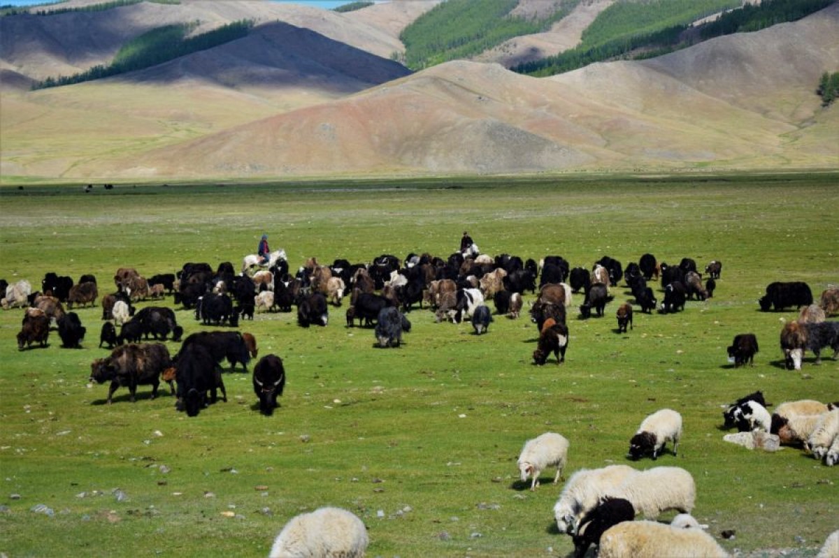 Talg von grasgefüttertem Rind from Mongolei