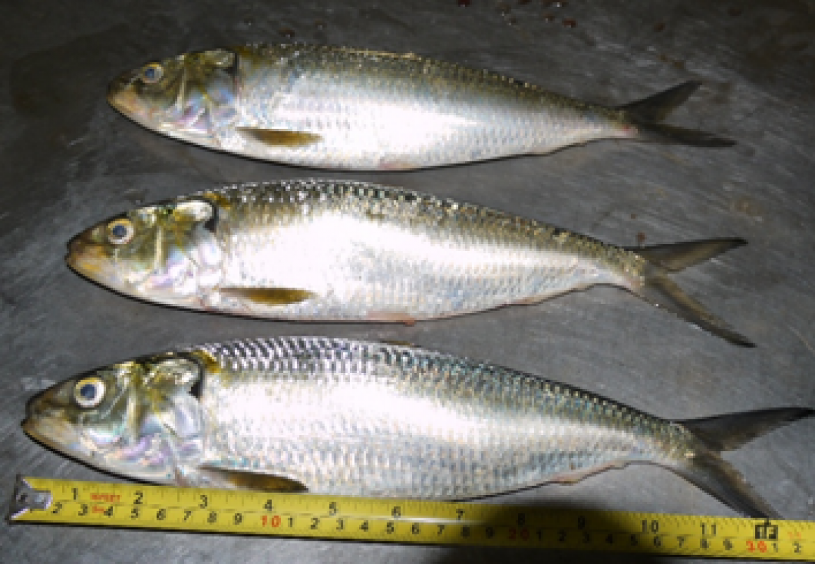 Fluer de mer Sarl from Mauritania