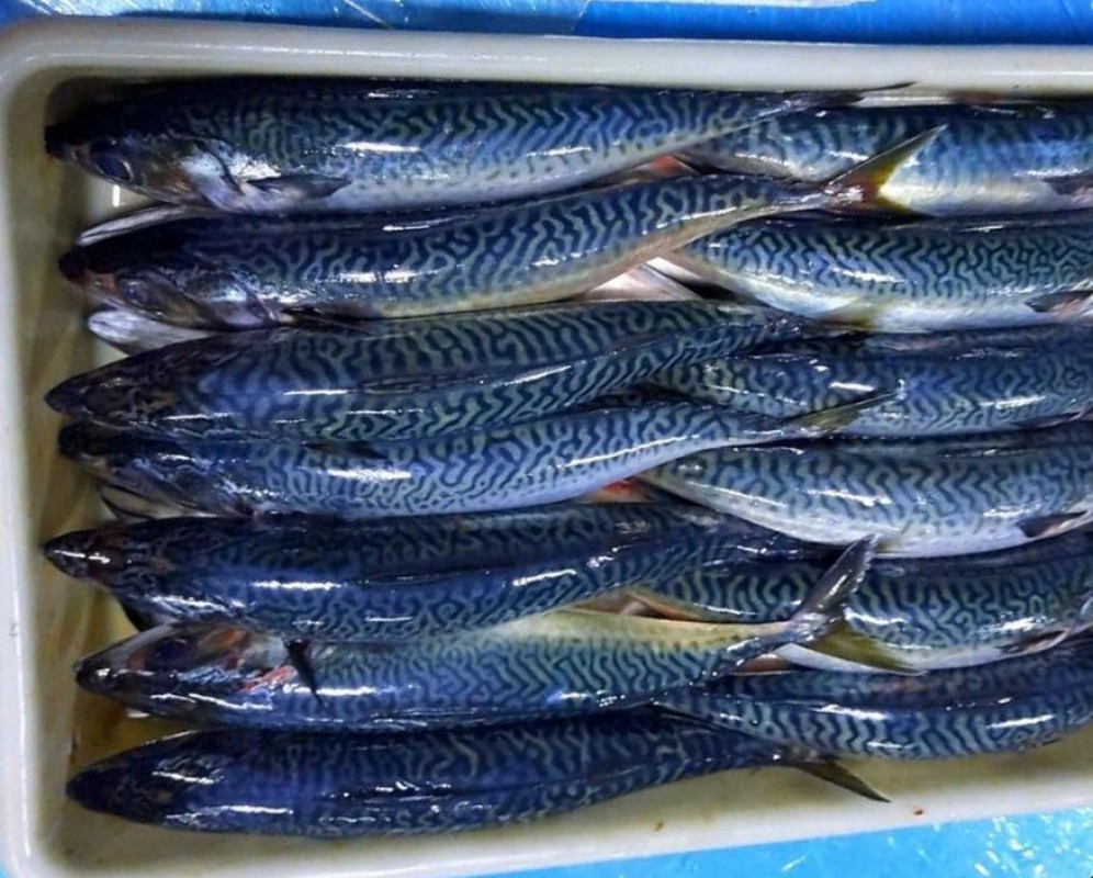 Makrela mrożona from Mauretania