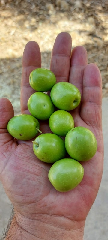 Olive oil from Malta