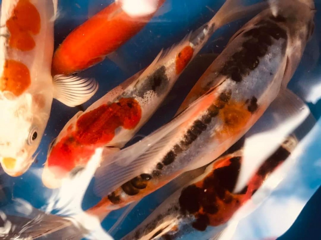 Koi and butterfly koi from Mauritius