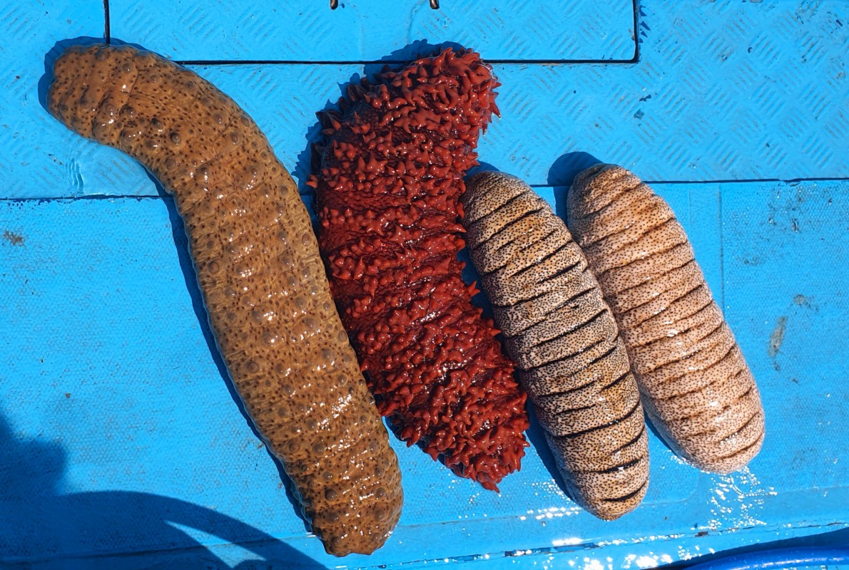 Pepino-do-mar from Maldivas