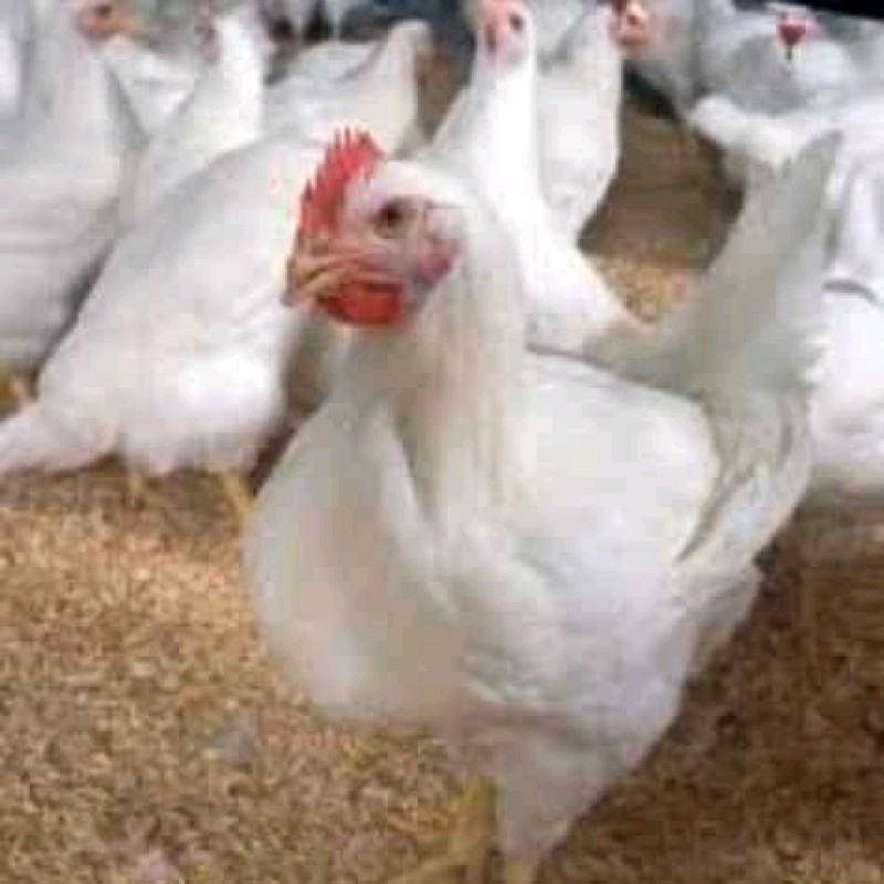 Chicken from Malawi