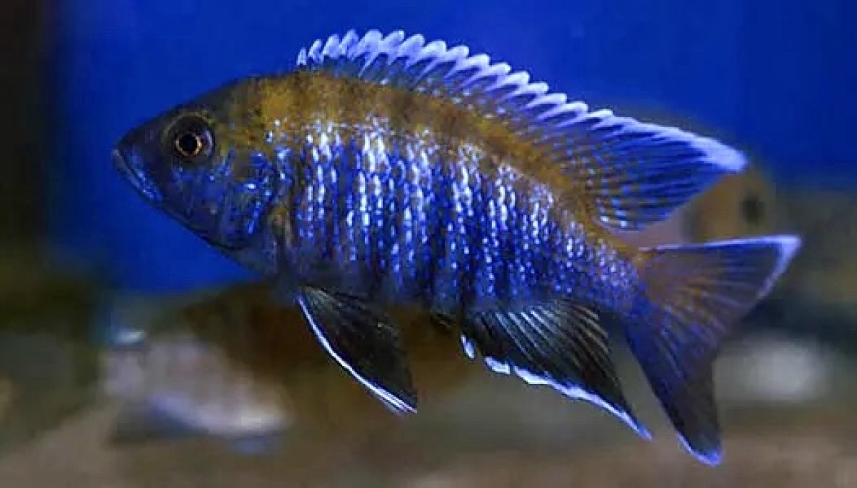 Cichlids from Malawi