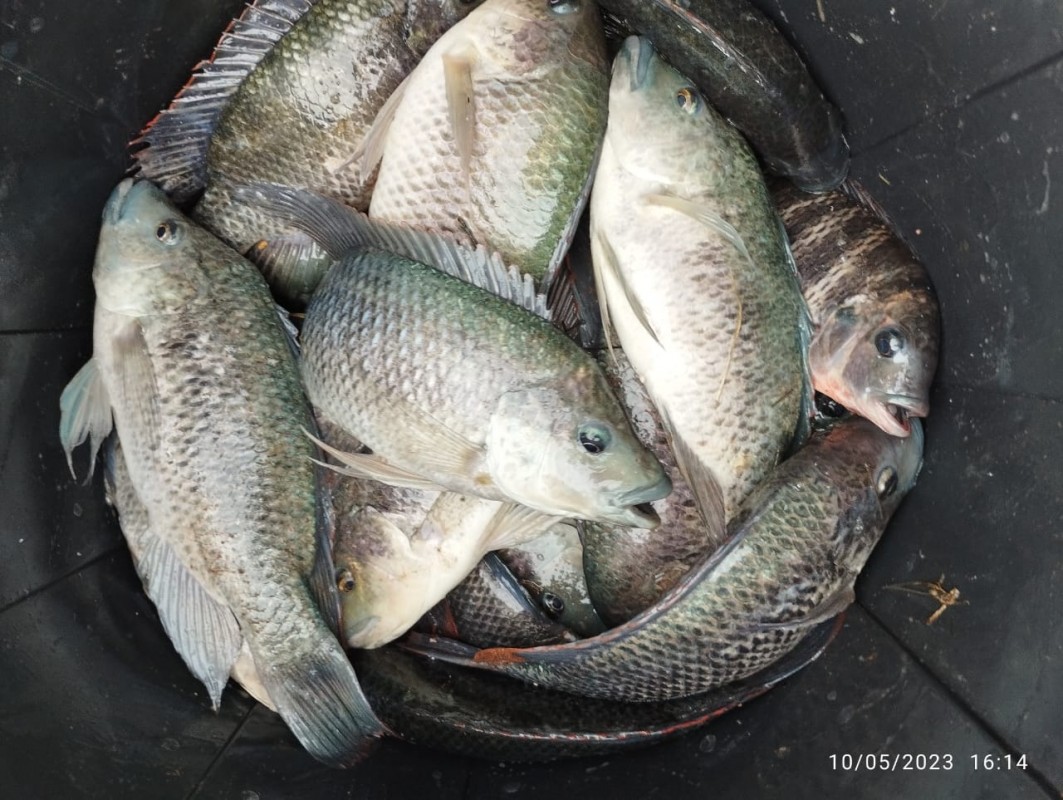 Fish from Malawi