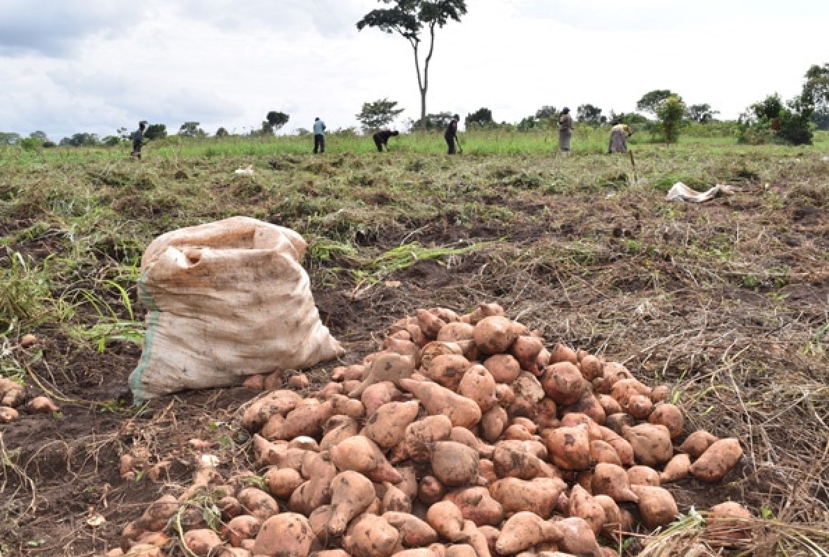 Świeży batat from Malawi
