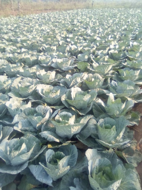 Vegetables and Rice from Malawi