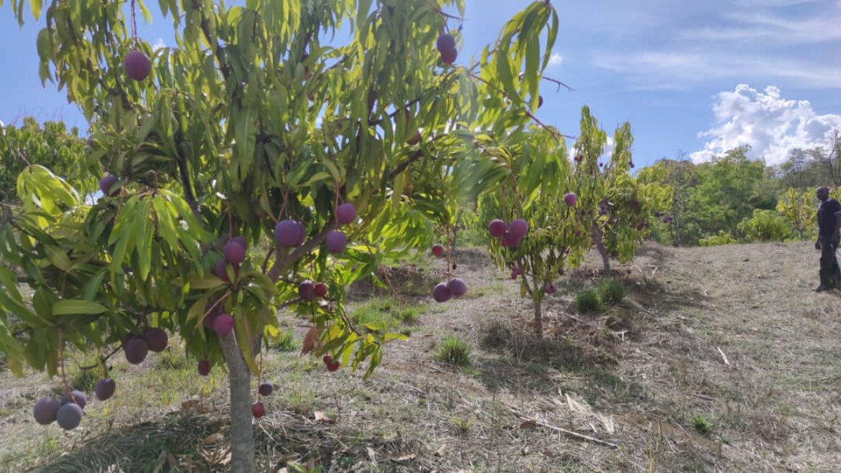 Tommy Atkins Mangoes from Malawi