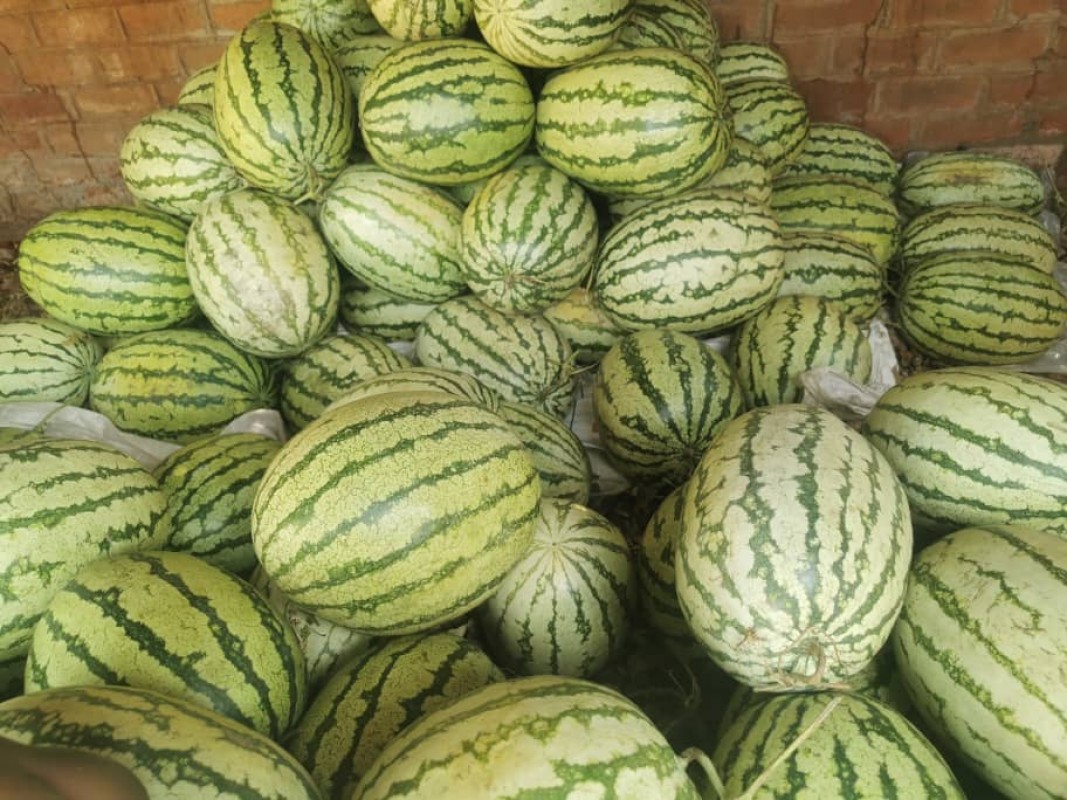 Melancias from Maláui