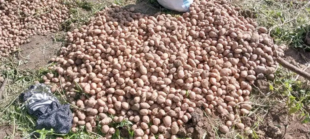 Irish potatoes from Malawi
