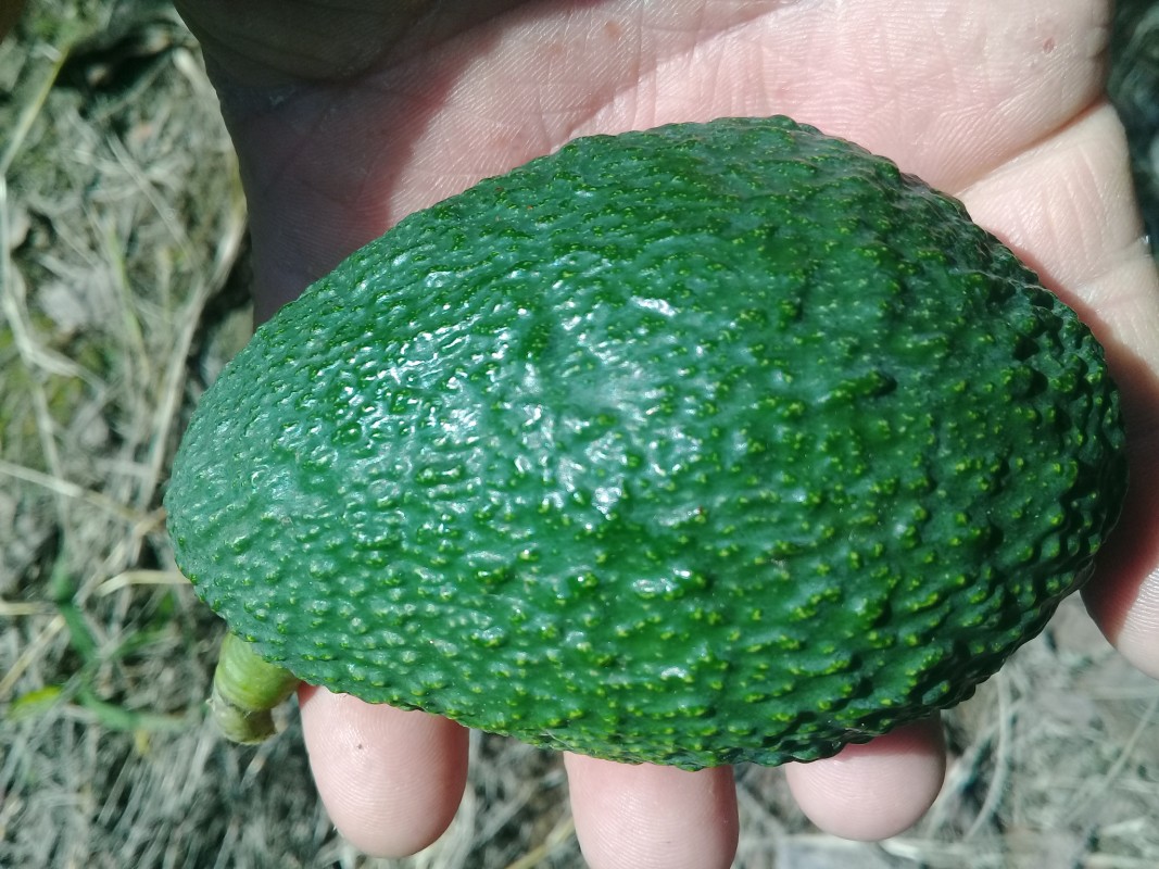 Avocados from Mexico