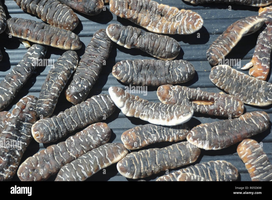sand fish (20-30C) from Malaysia