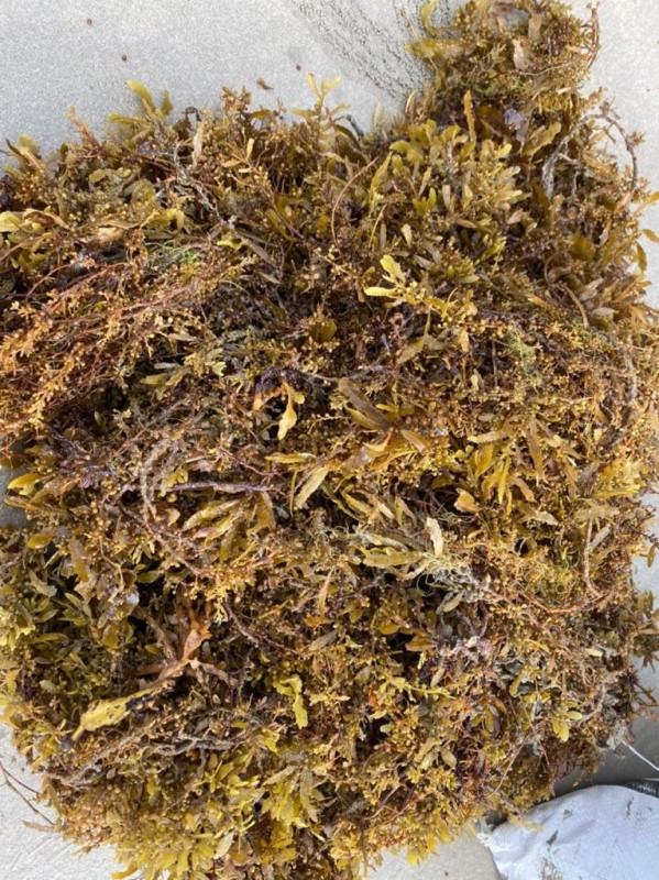 sargassum from Malaysia
