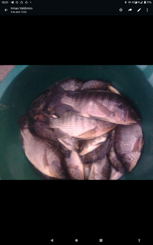 Tilápia from Mozambique