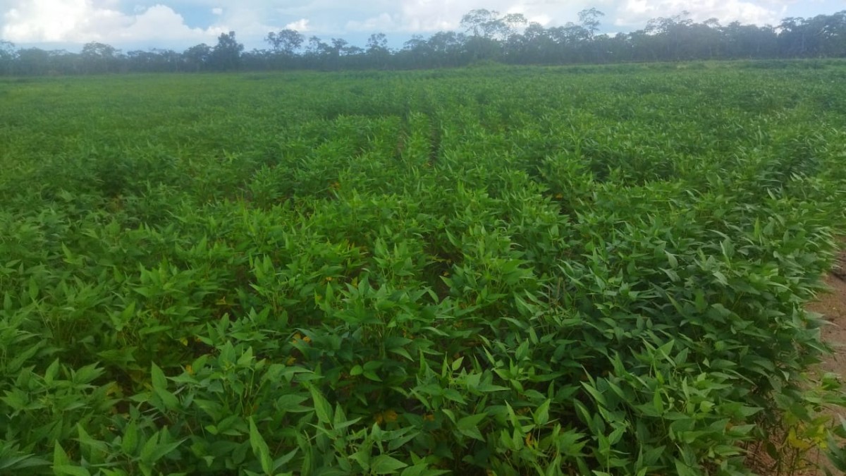 Soya beans 2023 production from Mozambico