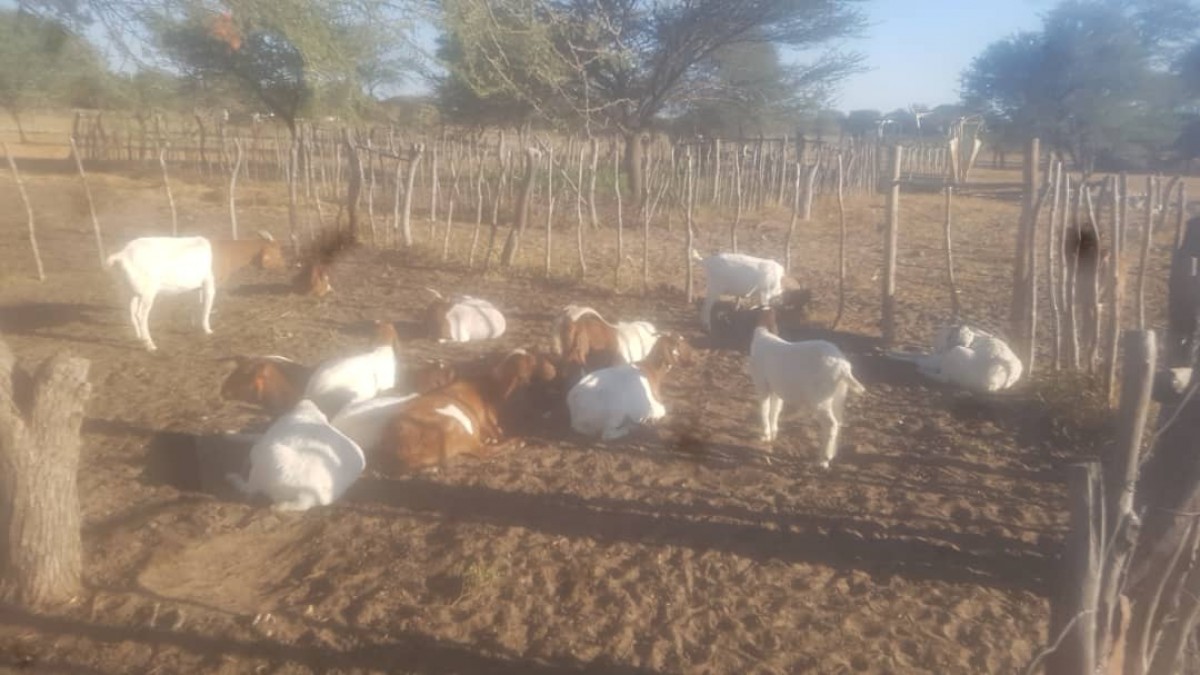 Goats from Namibia