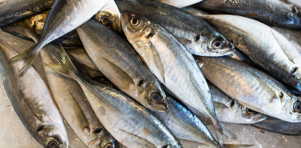 Horse Mackerel from Namibia