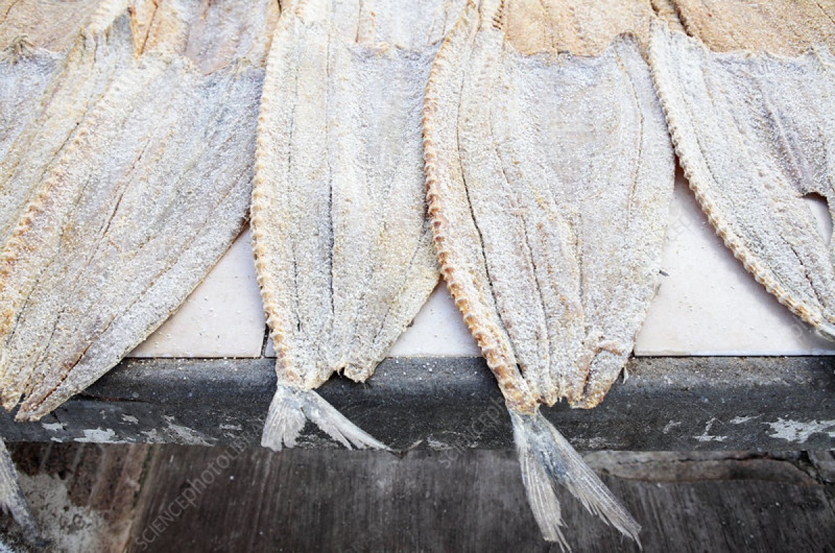 Snoek Fish from Namibia