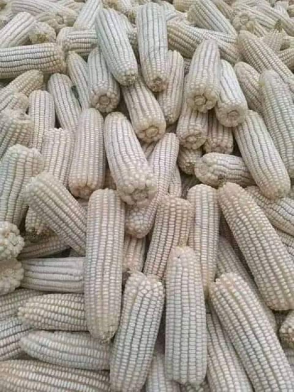 Maize from Nigeria