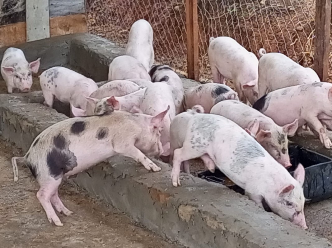 Piglets and Pigs for Sell. from Nigeria
