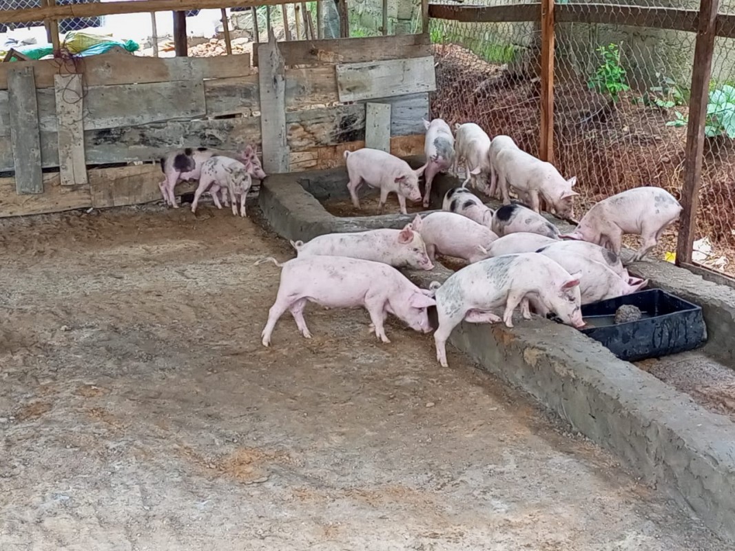 Pork From Nigeria from Nigeria