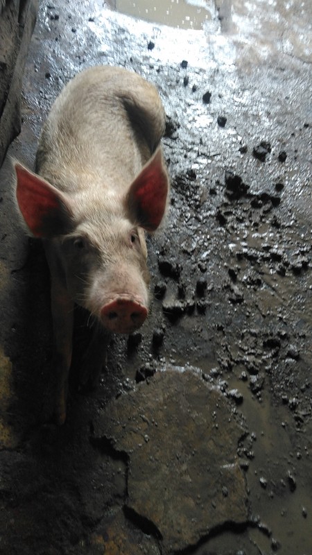 Pork from Nigeria