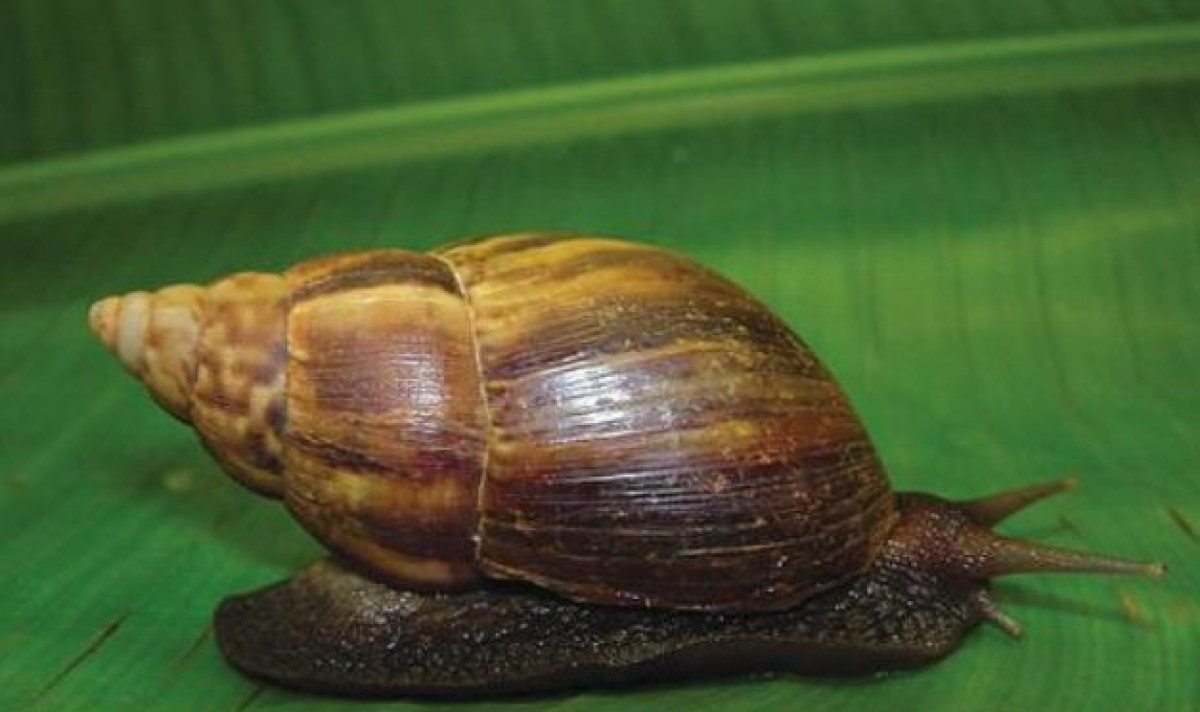 AFRICAN SNAIL from Nigeria