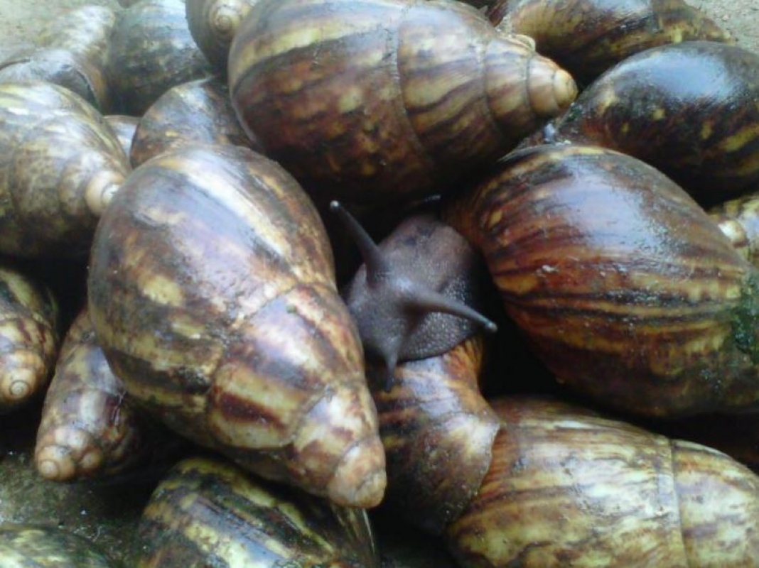 Snail from Nigeria