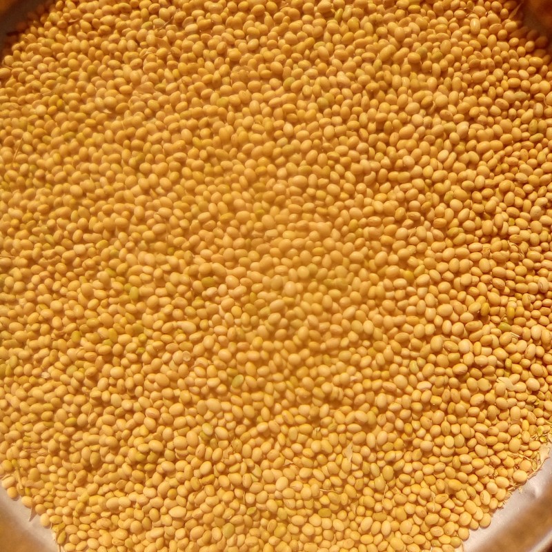 Yellow soybeans from Nigeria