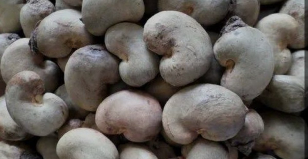 Cashew Nuts from Nigeria