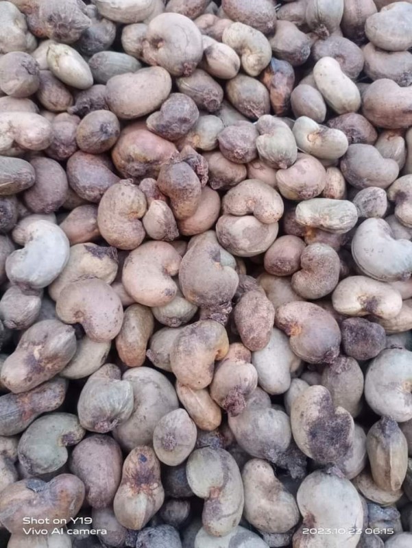Raw Cashew Nuts from Nigeria