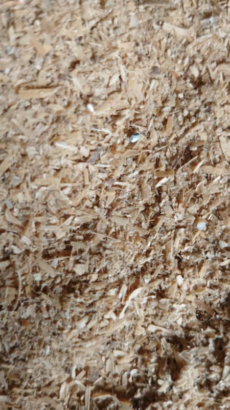 Share Nut from Nigeria