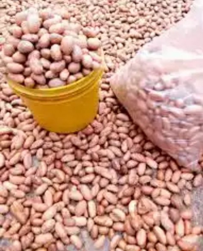 Bitter Kola Nuts (Garcinia kola) from Nigeria