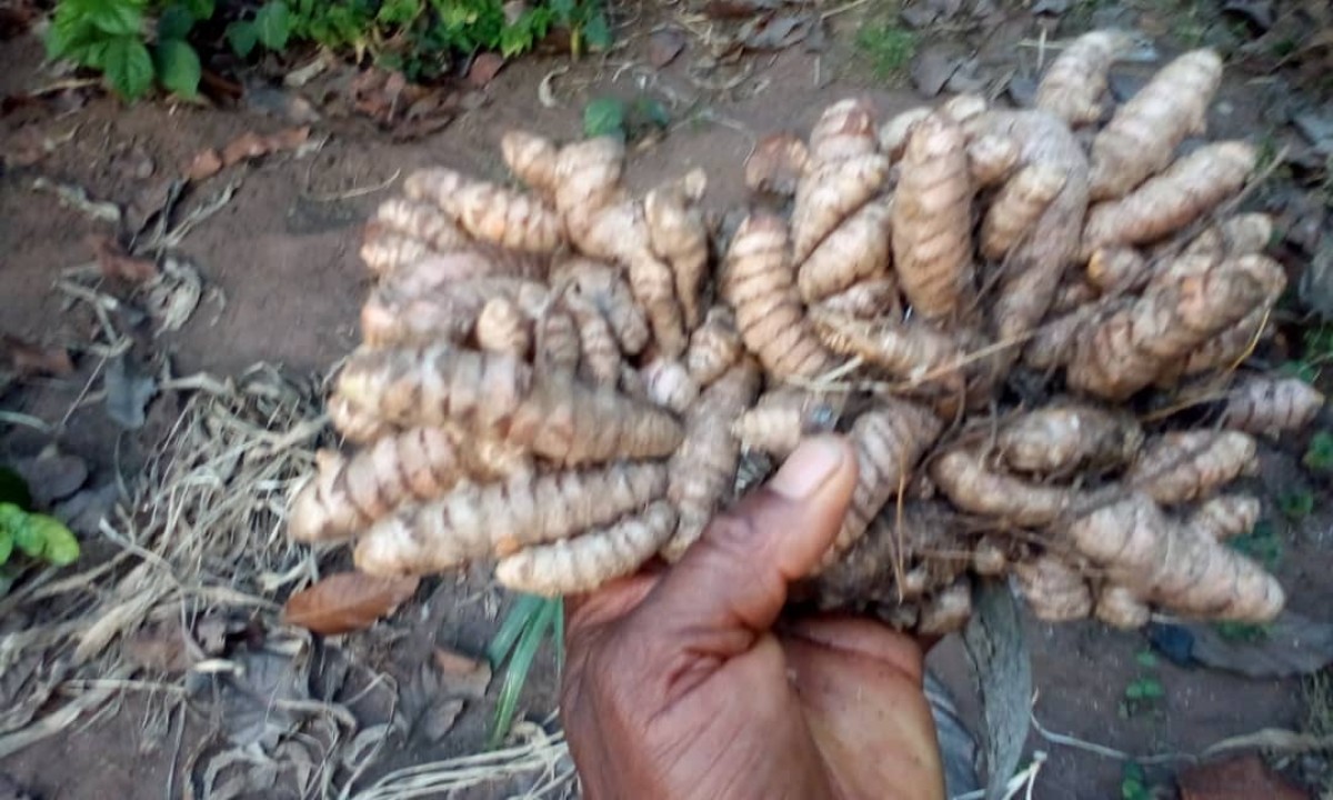 Turmeric from Nigeria