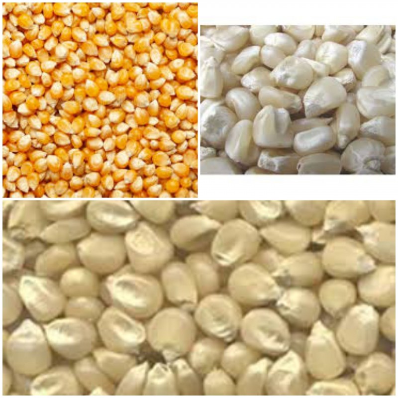 Maize / corn from Nigeria