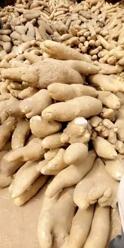 White yam from Nigeria