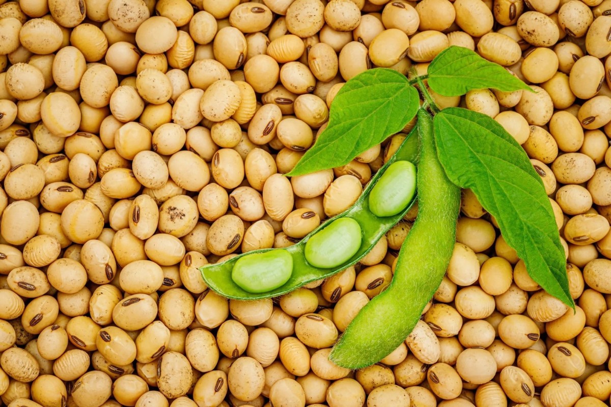 Soya beans from Nigeria
