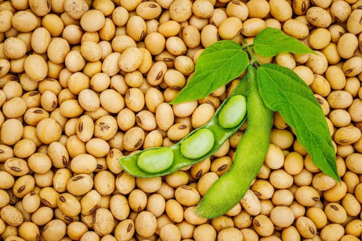 Soyabeans from Nigeria