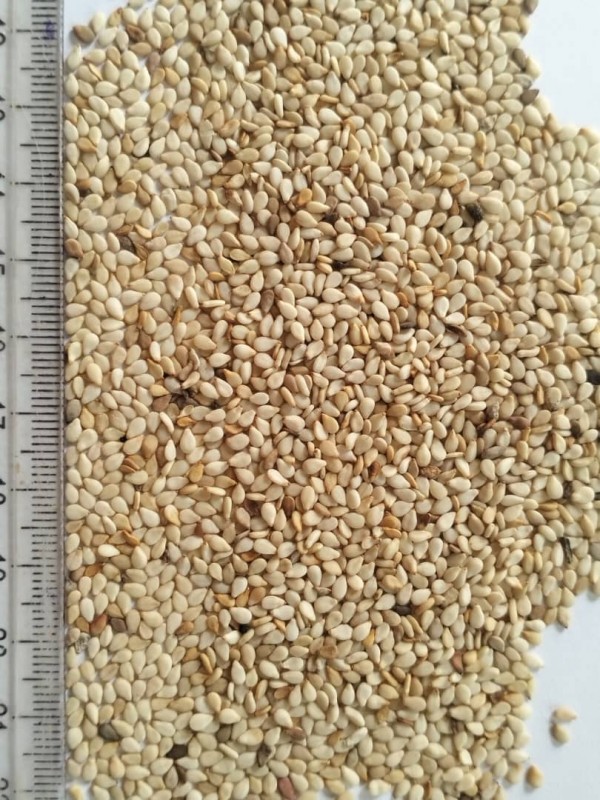 Sesame Seeds from Nigeria