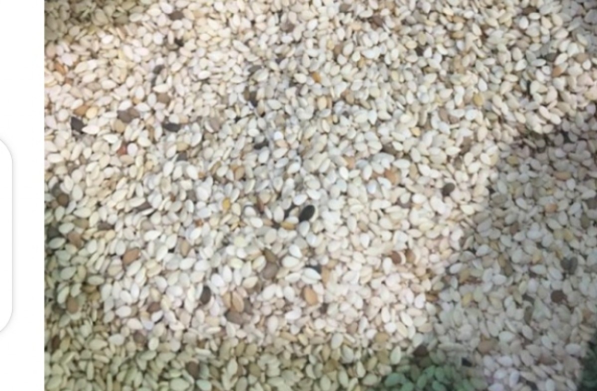 Sesame seeds from Nigeria
