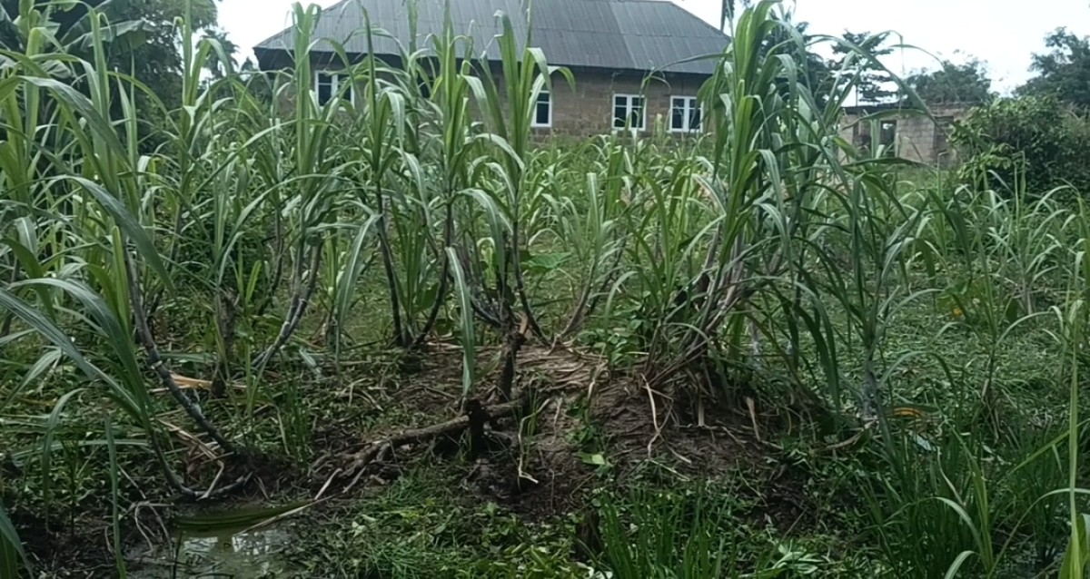 Sugarcane from Nigeria
