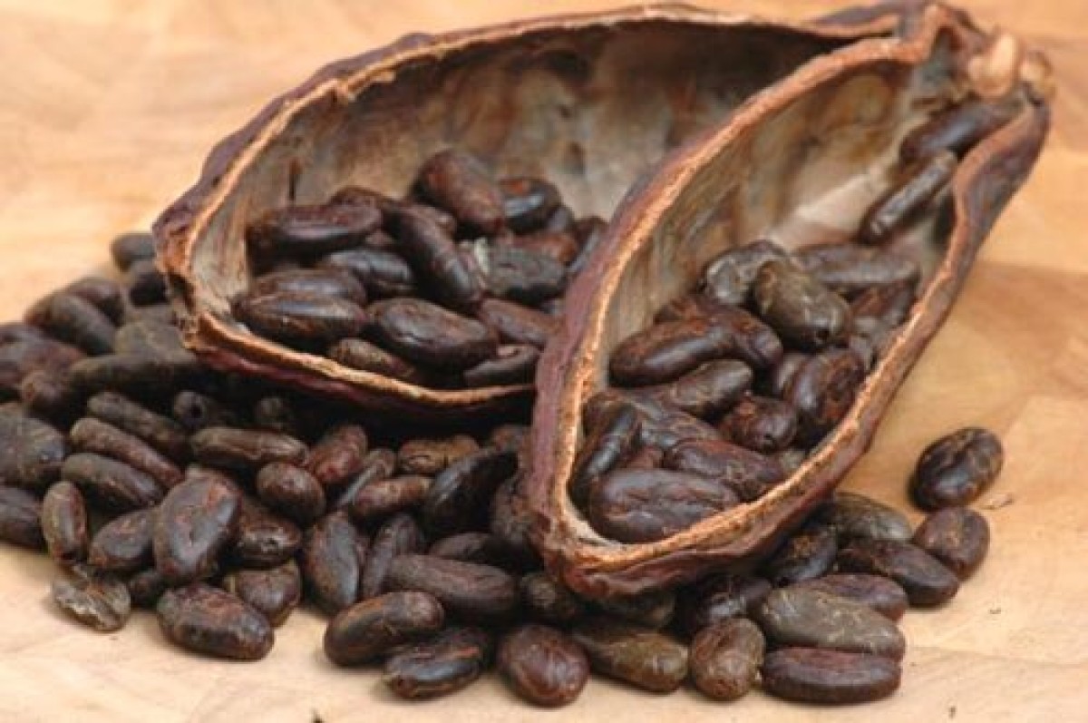 Cocoa Beans from Nigeria