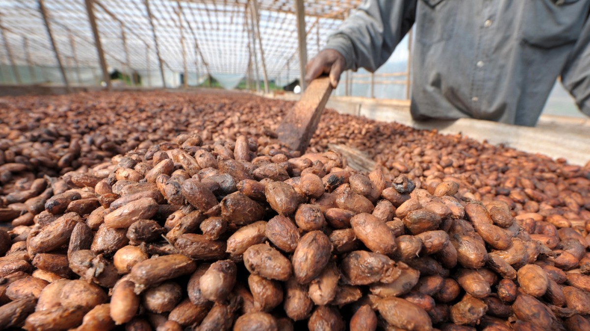 Cocoa beans from Nigeria