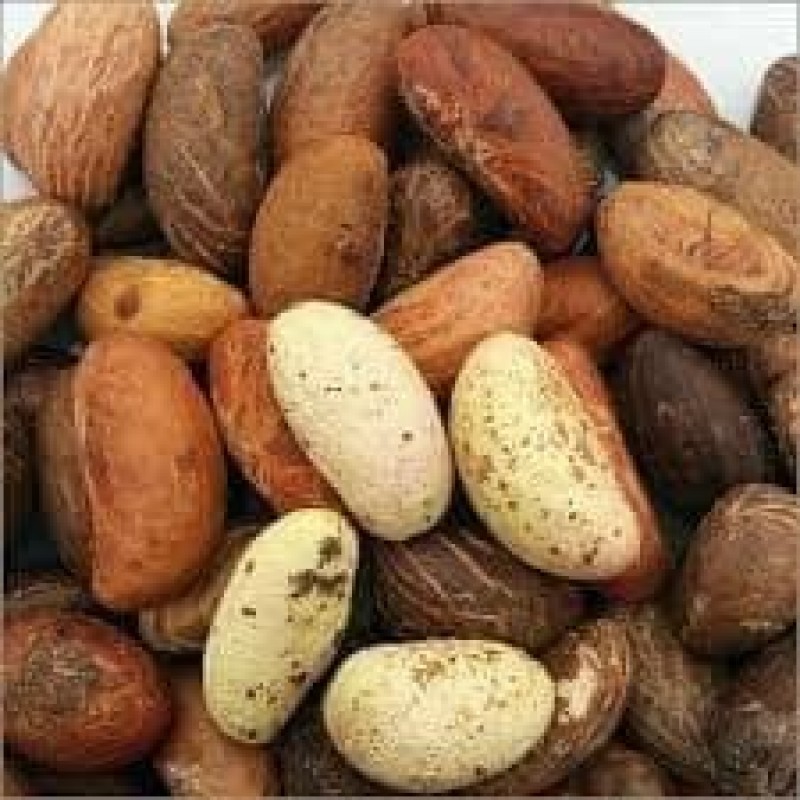 Bitter kola from Nigeria